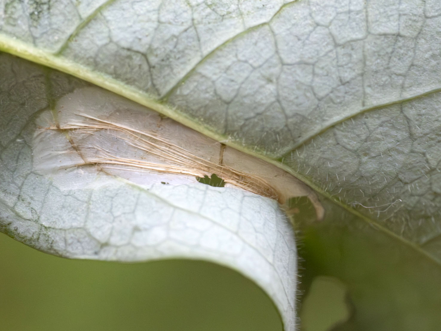 Phyllonorycter emberizaepenella