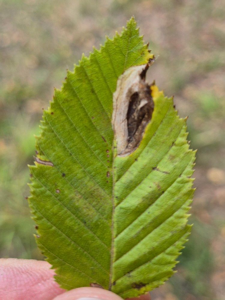 Phyllonorycter esperella