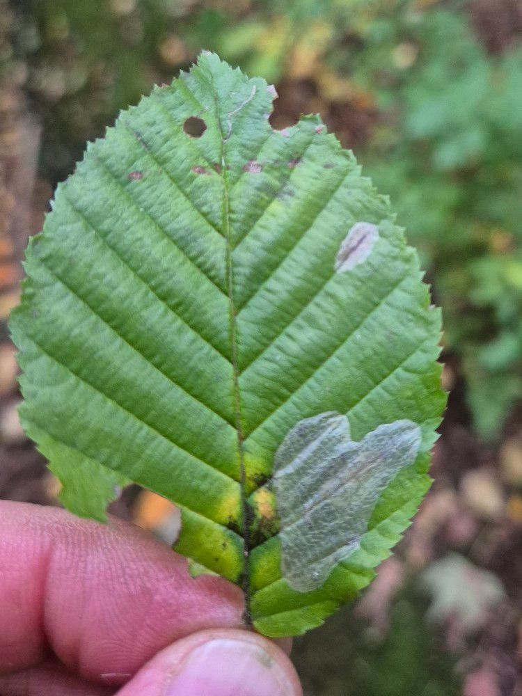 Phyllonorycter esperella