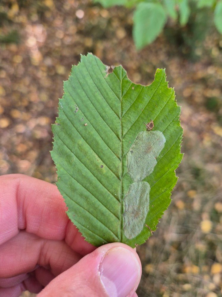 Phyllonorycter esperella