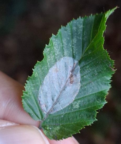Phyllonorycter esperella