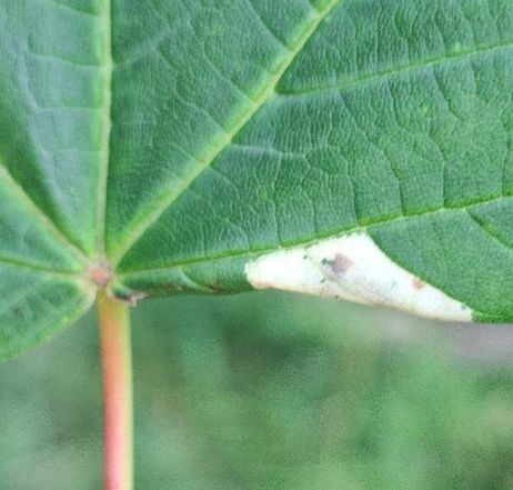 Phyllonorycter geniculella