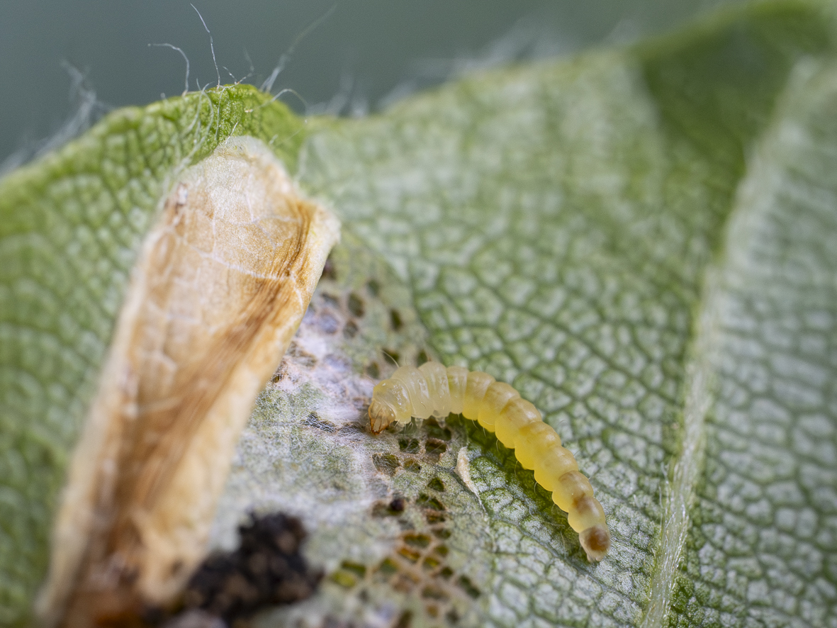 Phyllonorycter maestingella