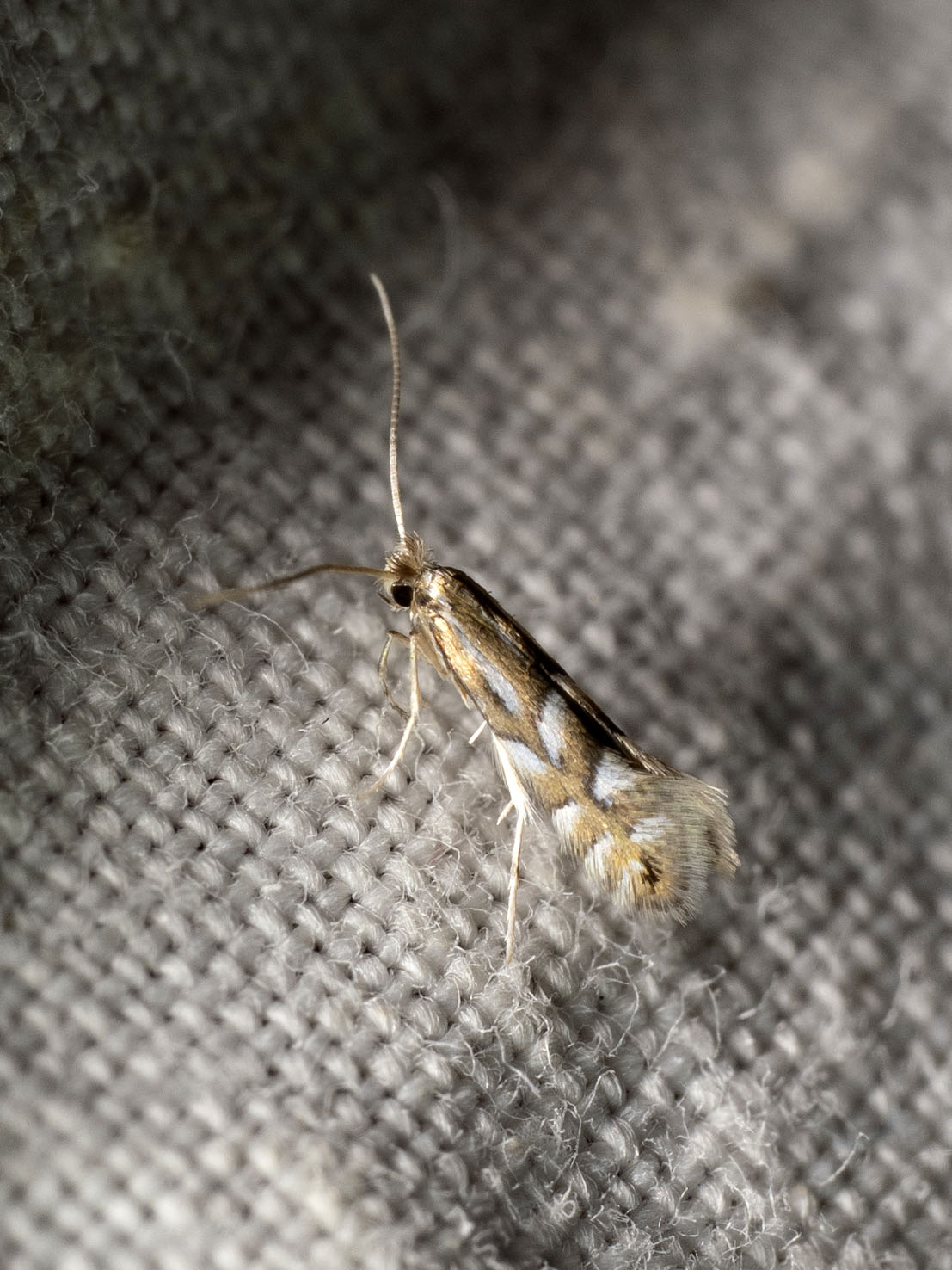 Phyllonorycter maestingella