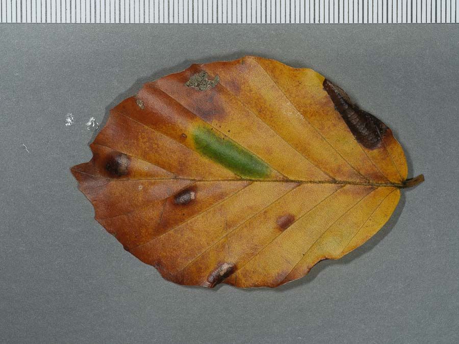 Phyllonorycter maestingella