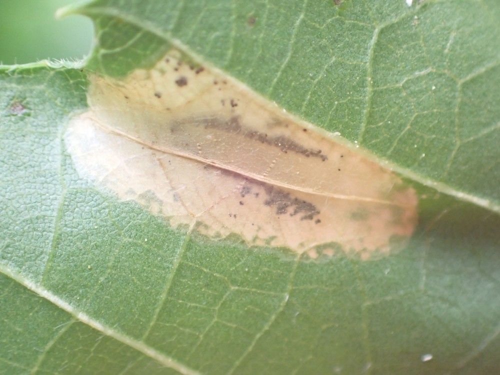 Phyllonorycter messaniella