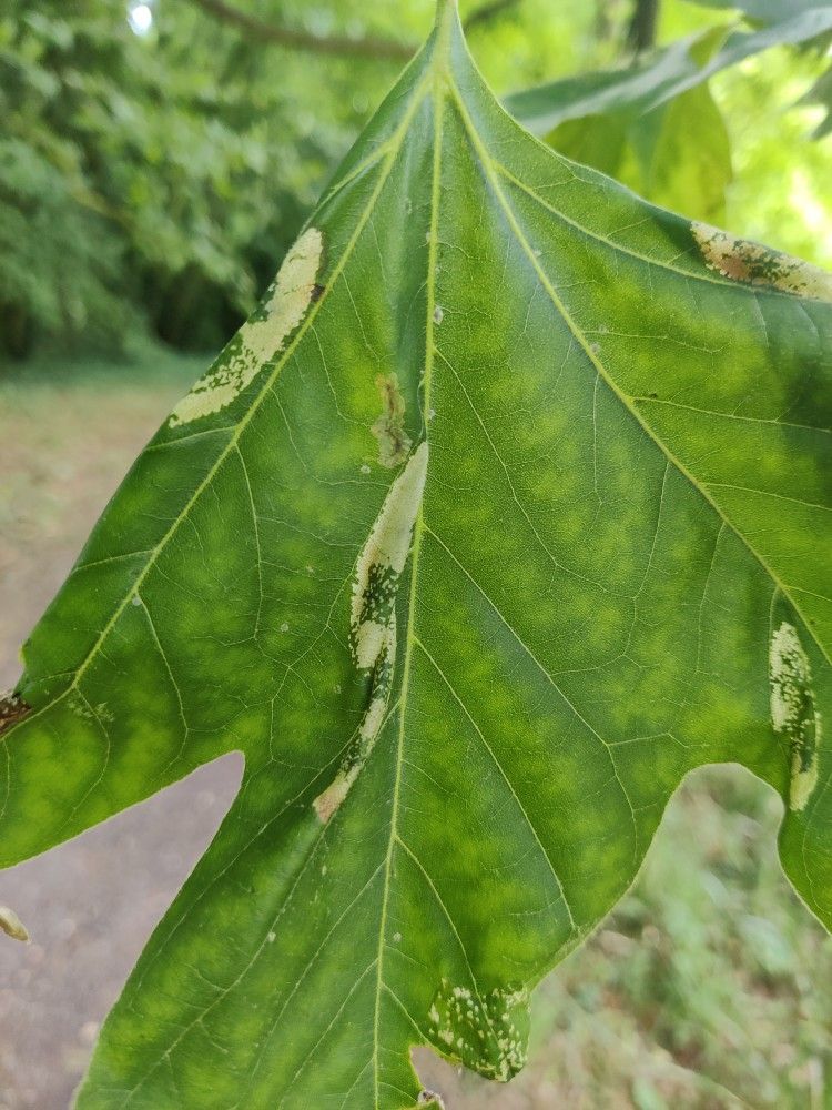 Phyllonorycter platani