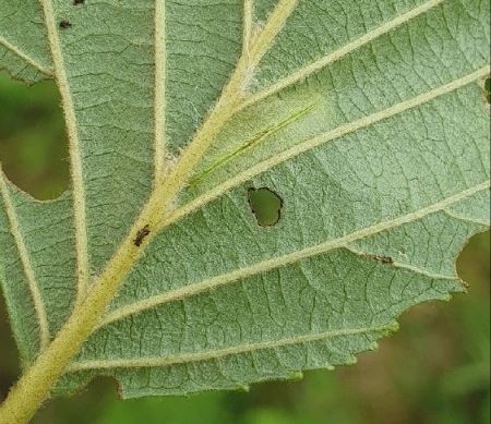 Phyllonorycter rajella