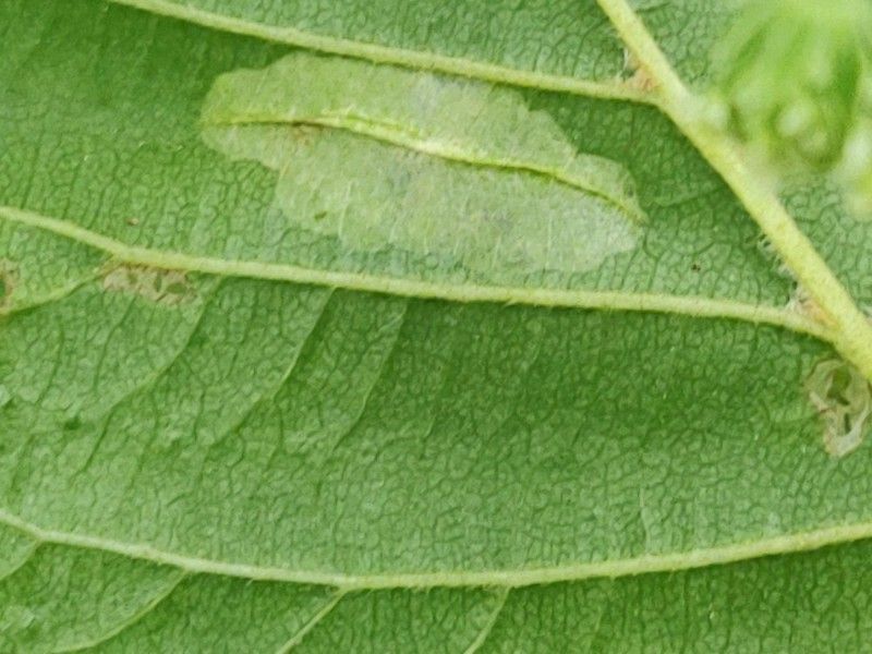 Phyllonorycter rajella