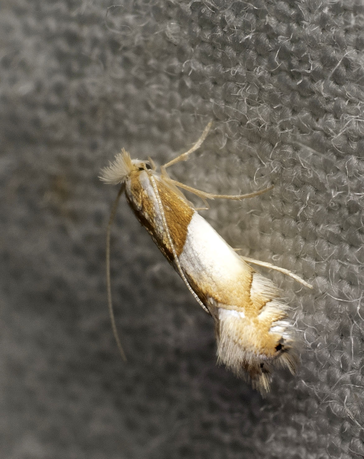Phyllonorycter roboris