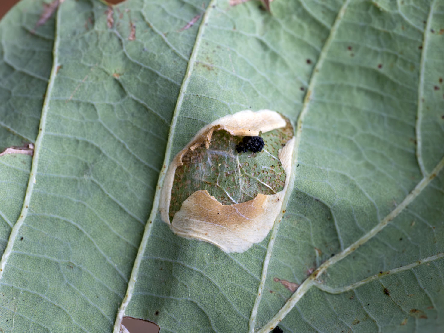 Phyllonorycter roboris