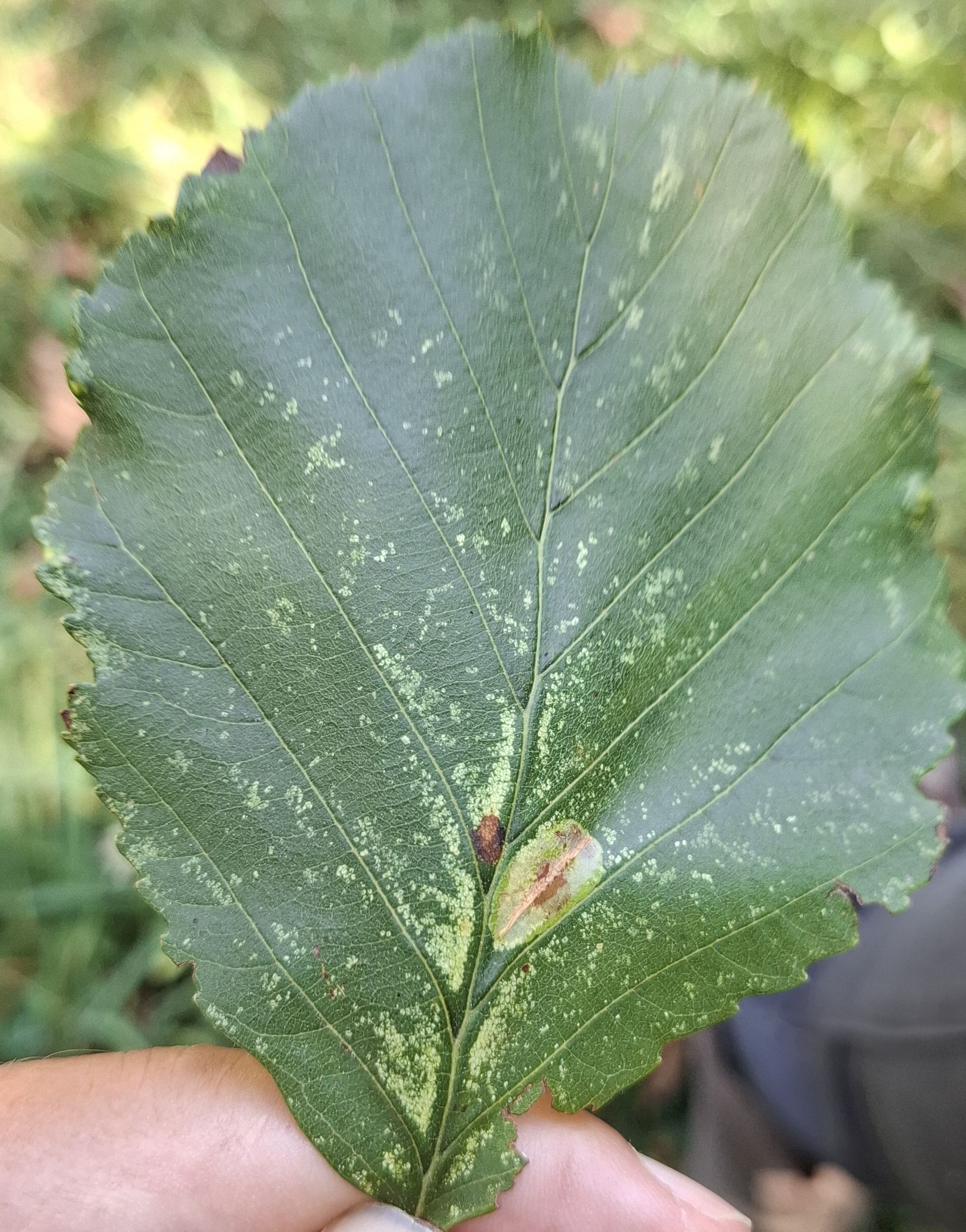 Phyllonorycter stettinensis