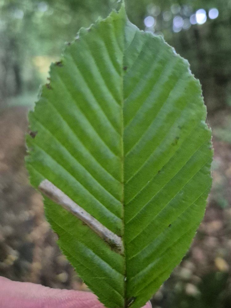 Phyllonorycter tenerella