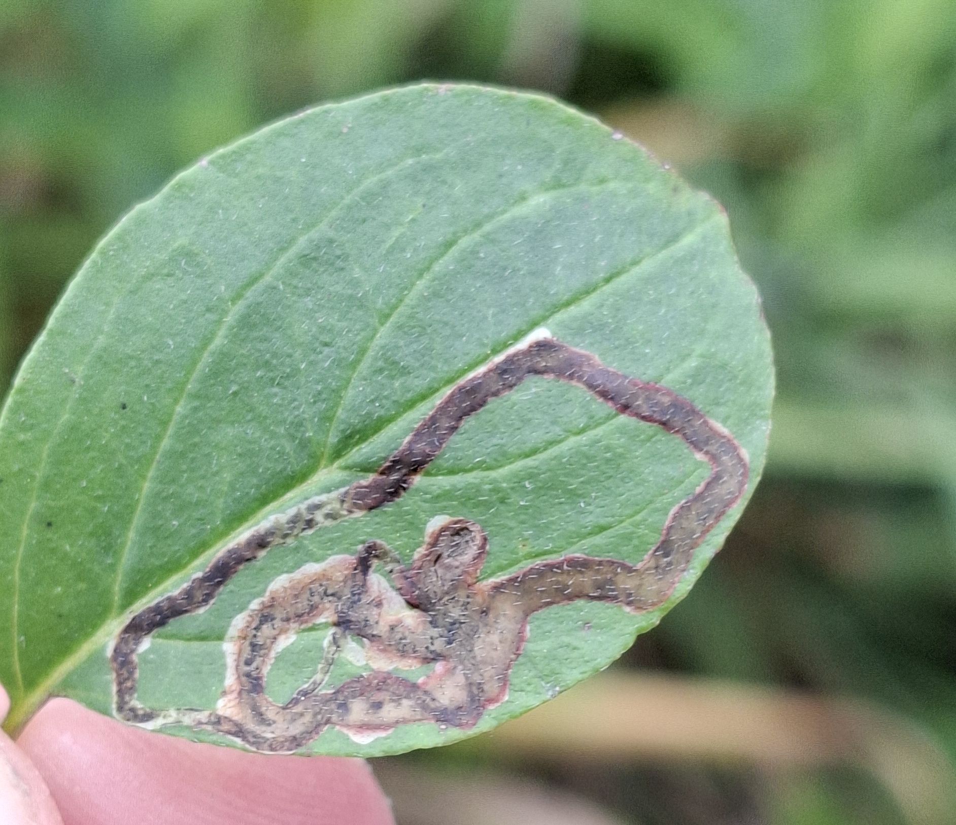 Phytomyza agromyzina