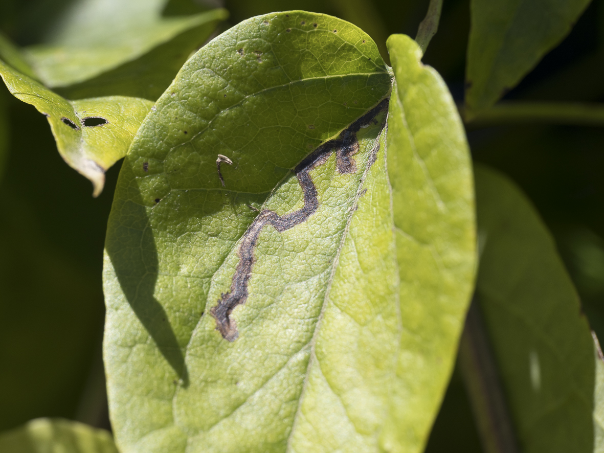 Phytomyza fulgens