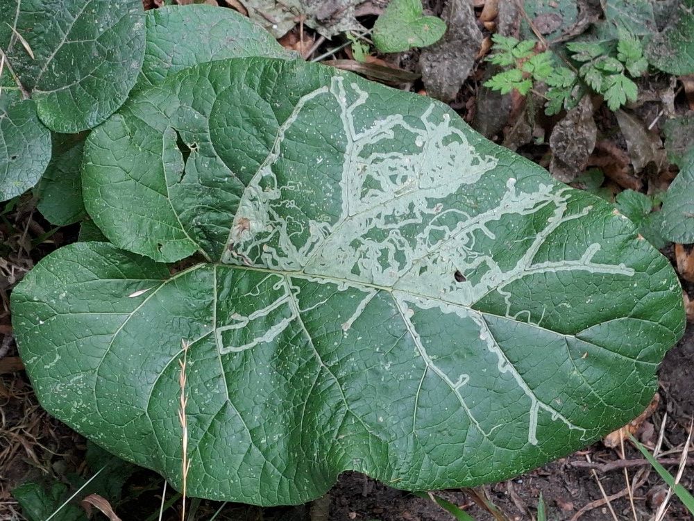 Phytomyza lappae