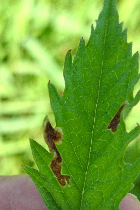 Phytomyza lycopi