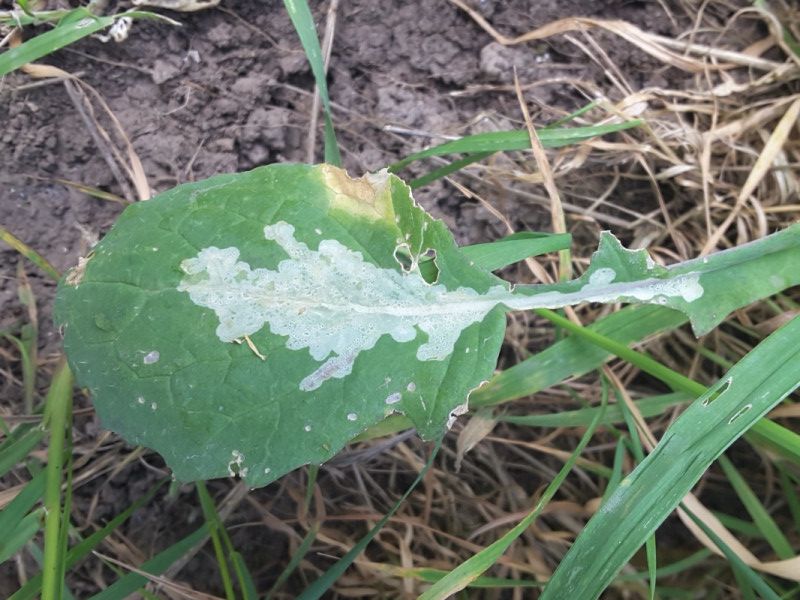 Scaptomyza flava