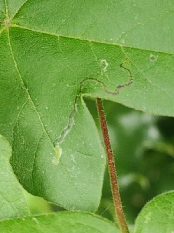 Stigmella aceris