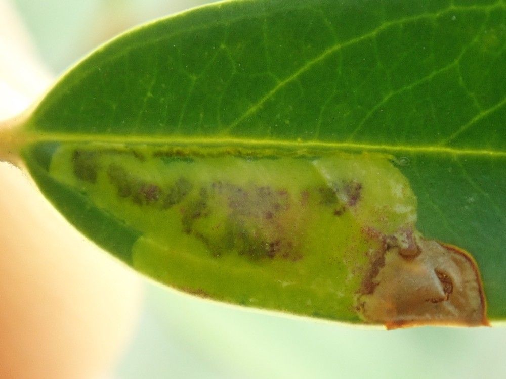 Stigmella alaternella