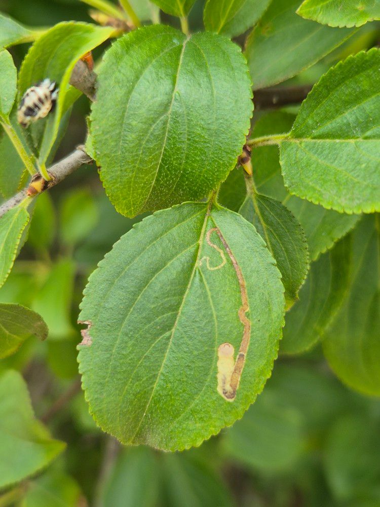 Stigmella catharticella