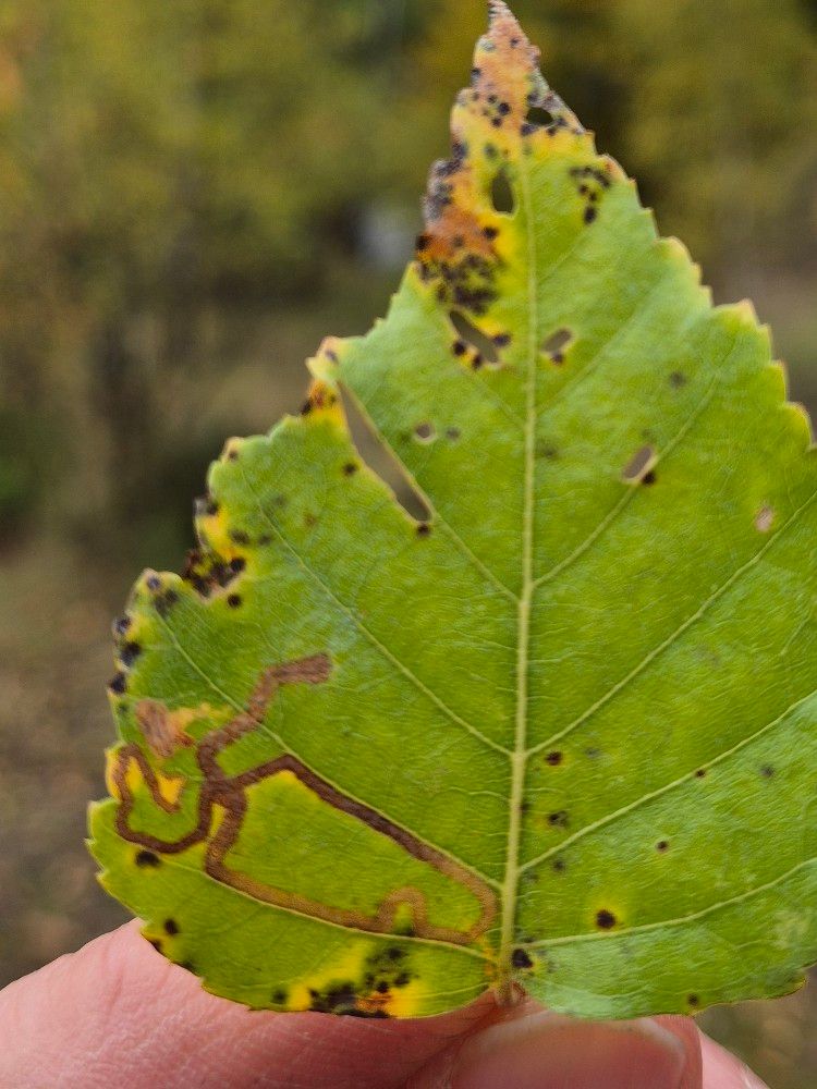 Stigmella continuella