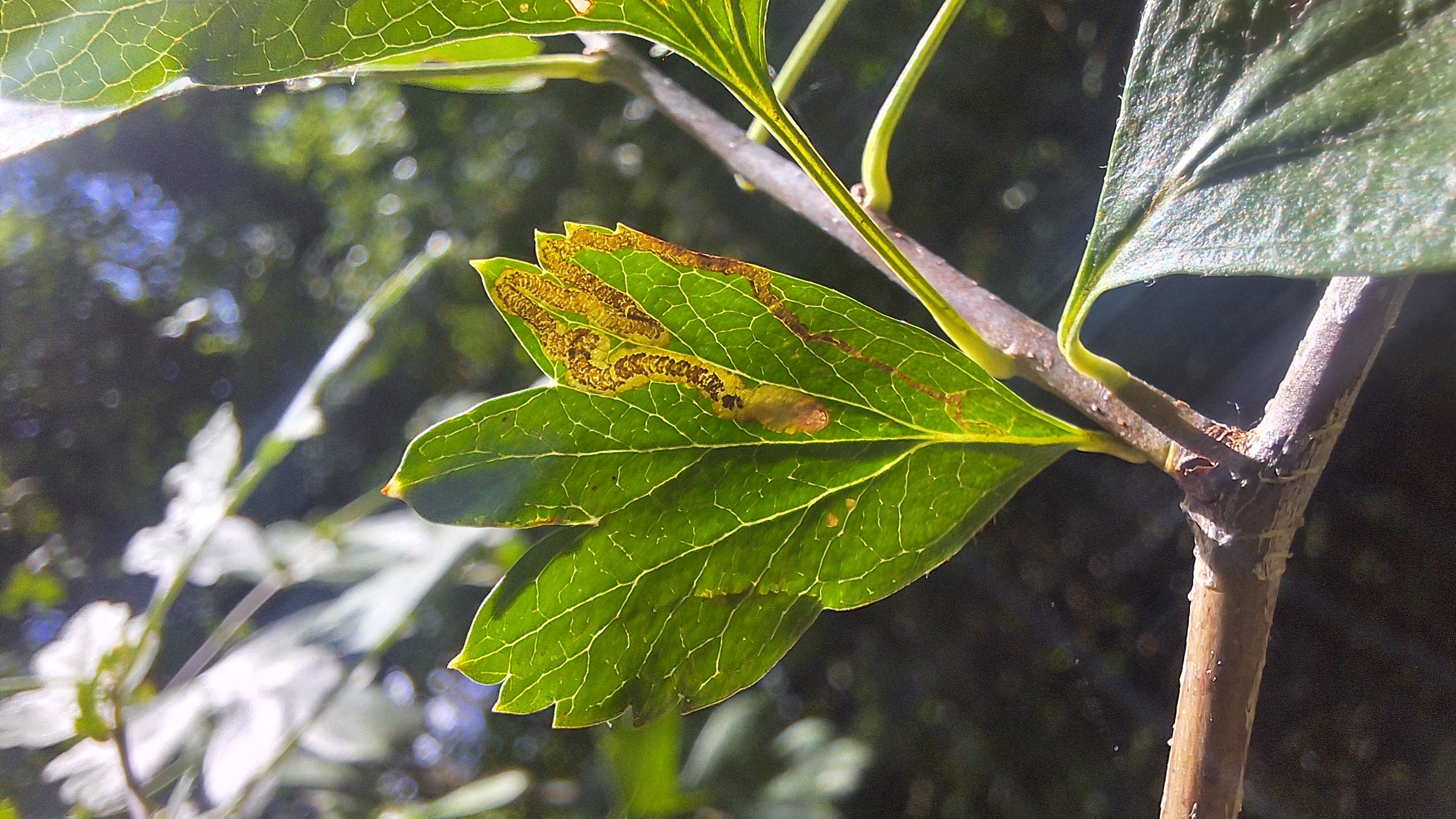 Stigmella crataegella