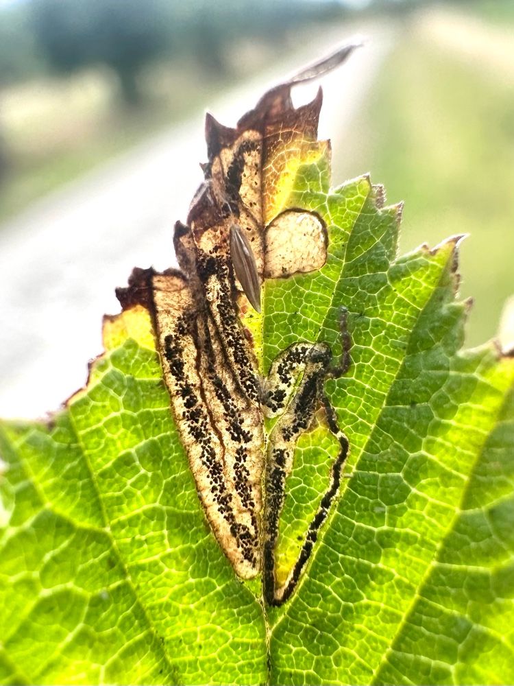 Stigmella filipendulae