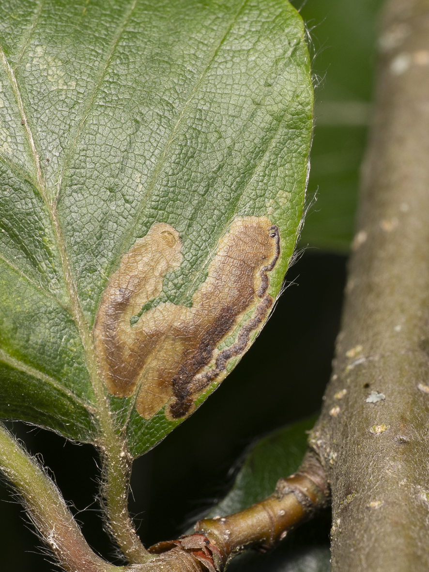 Stigmella hemargyrella