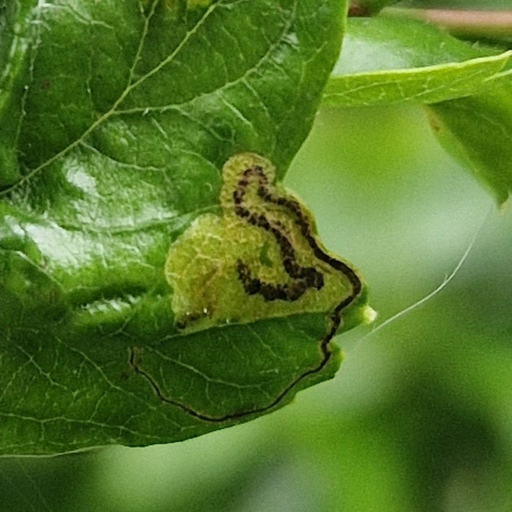 Stigmella hybnerella