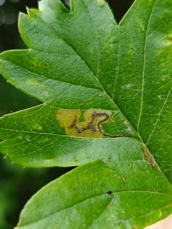 Stigmella hybnerella