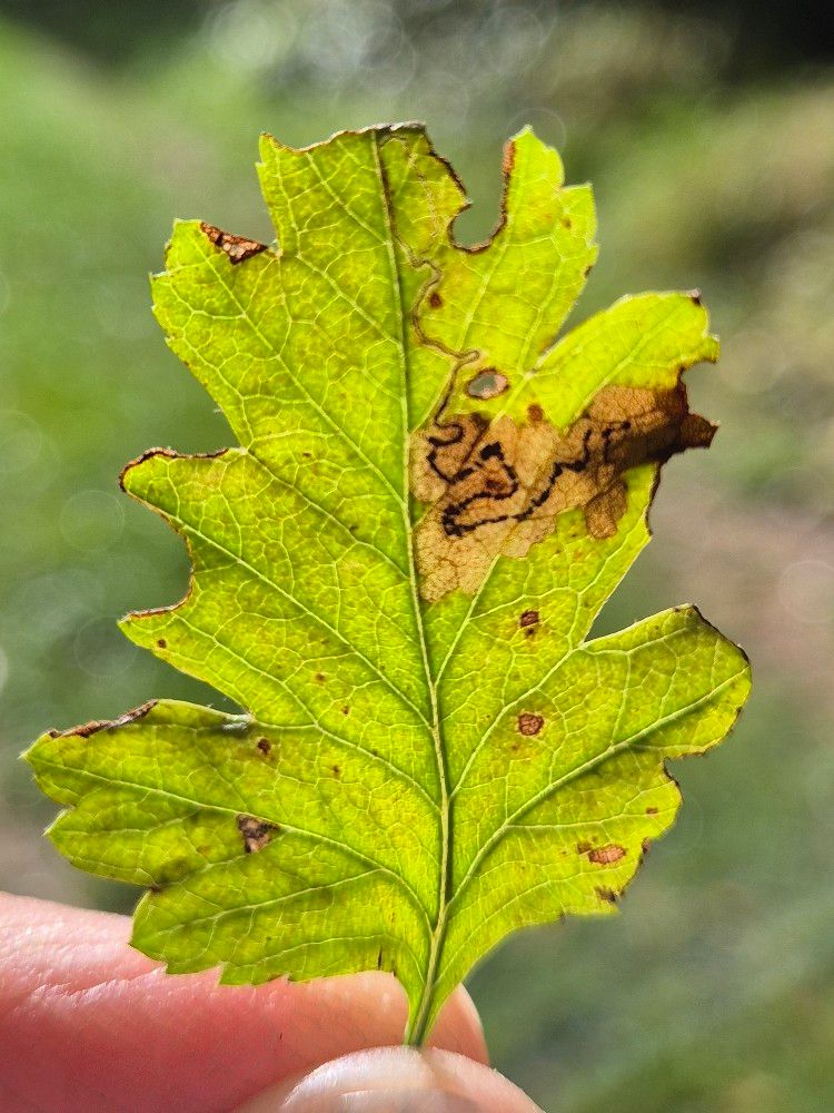 Stigmella hybnerella