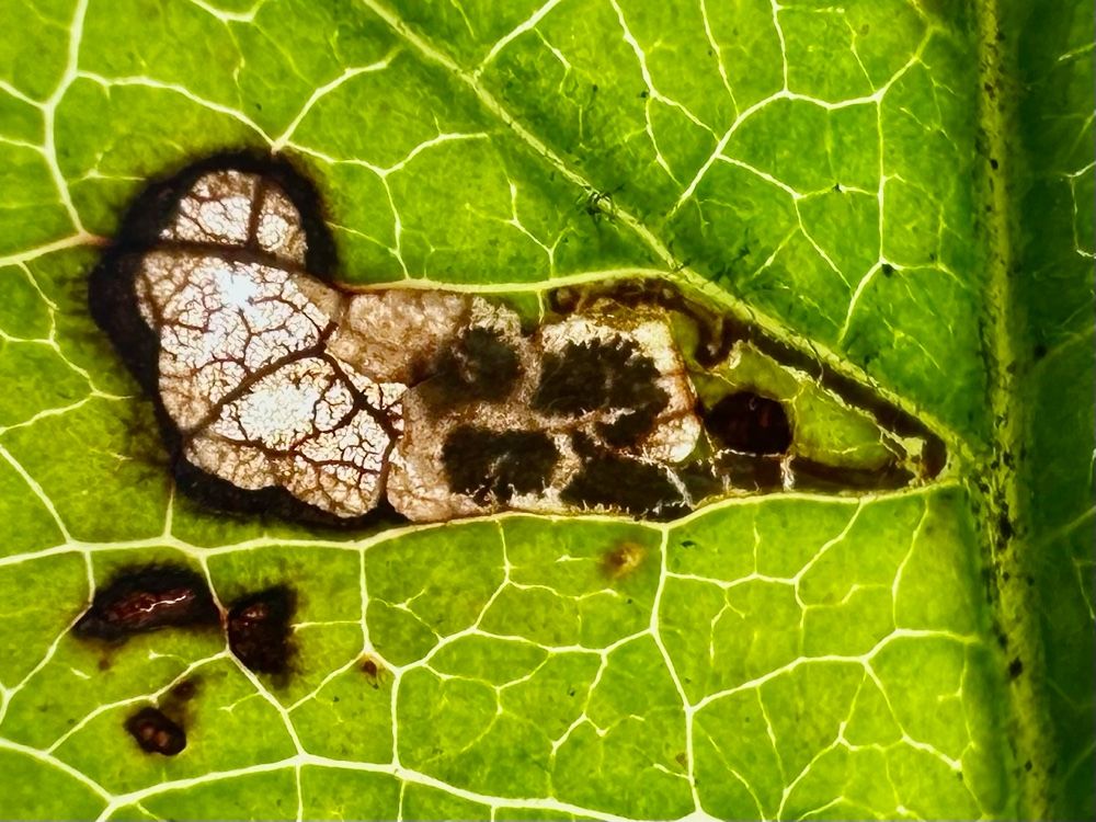 Stigmella incognitella