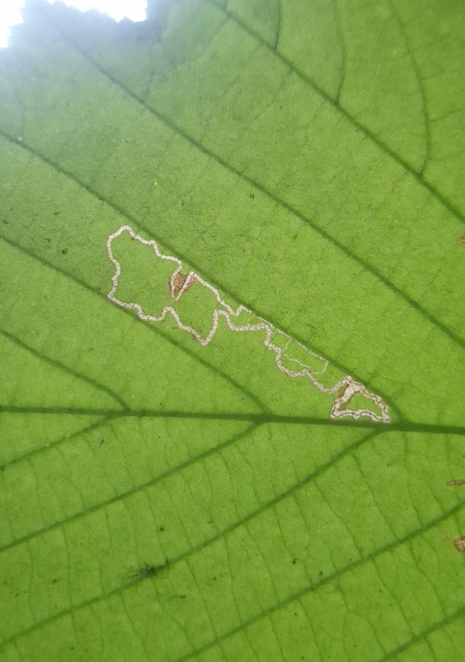 Stigmella microtheriella