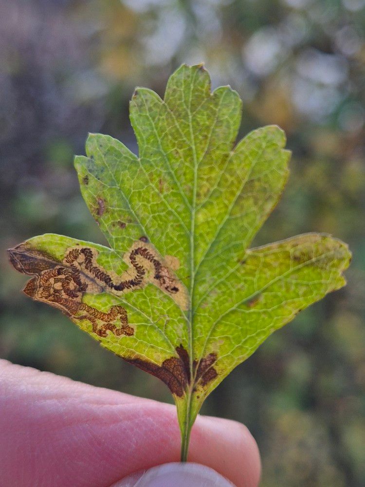 Stigmella oxyacanthella