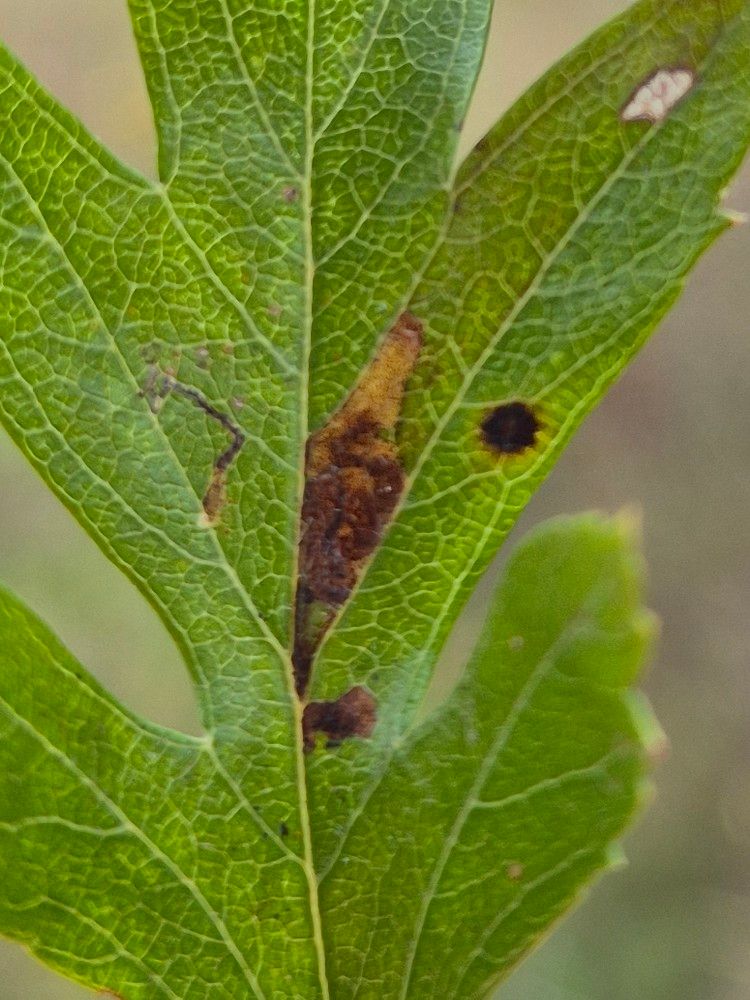 Stigmella perpygmaeella