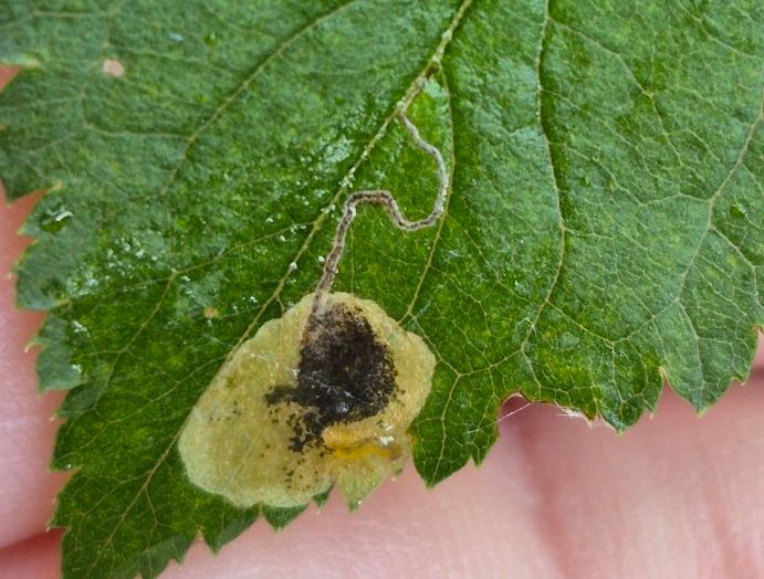 Stigmella plagicolella