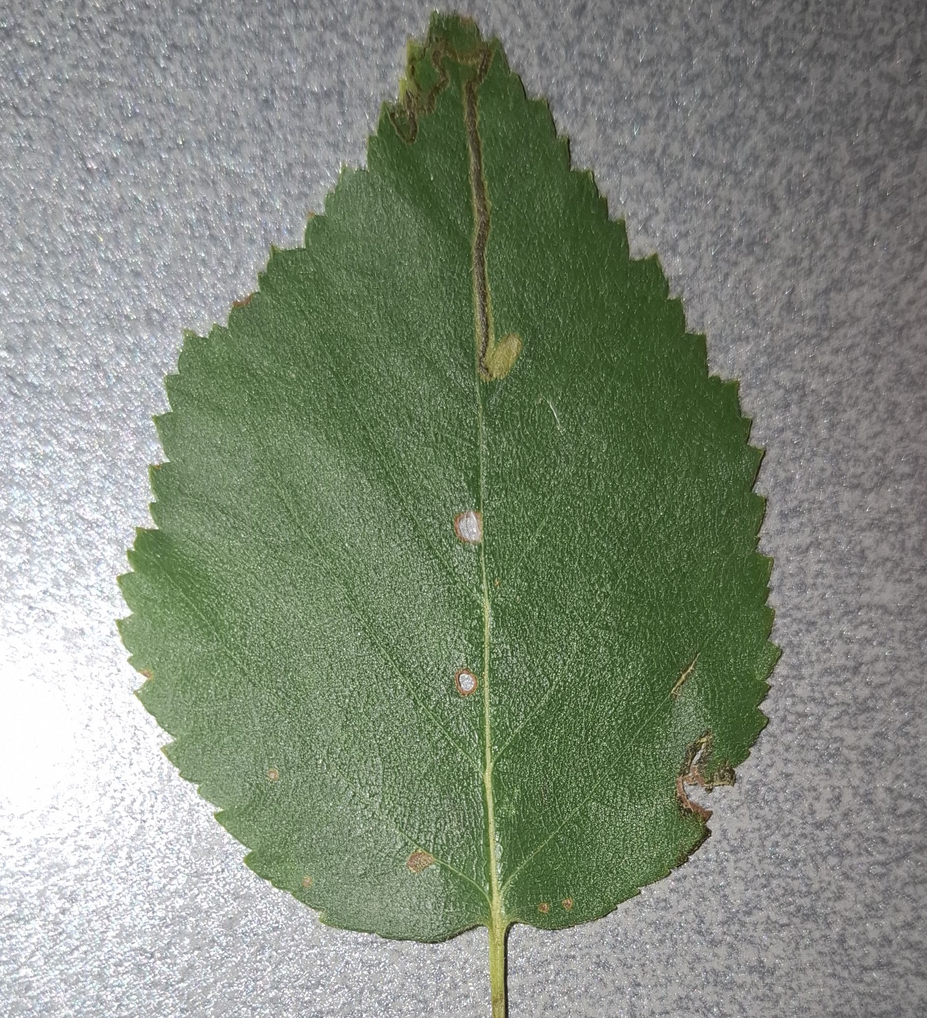 Stigmella sakhalinella