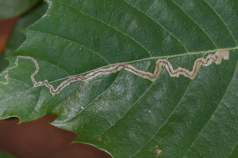 Stigmella samiatella