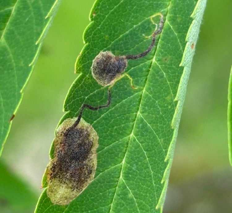 Stigmella sorbi