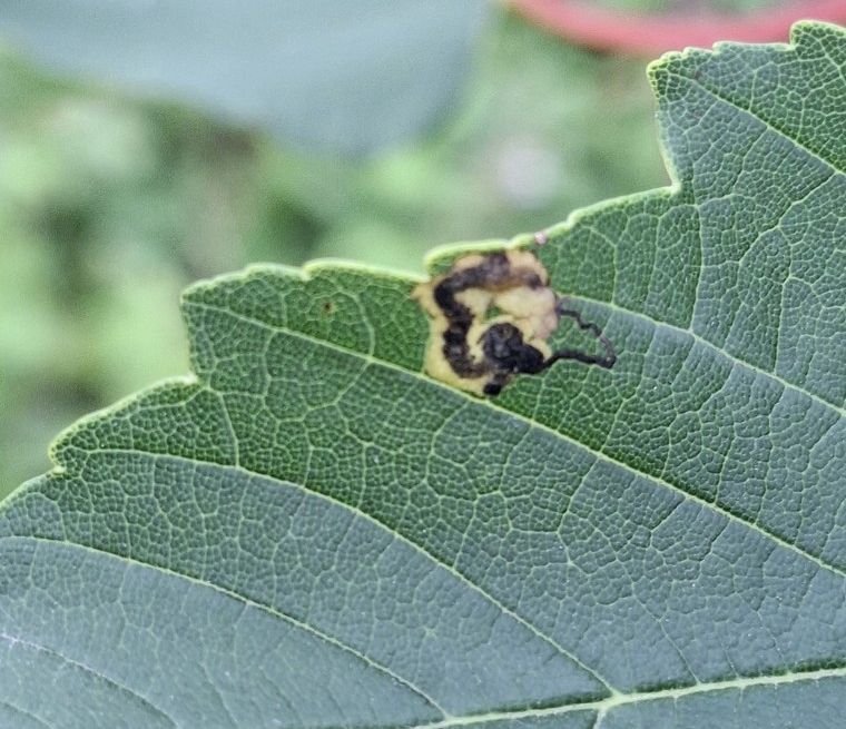 Stigmella speciosa