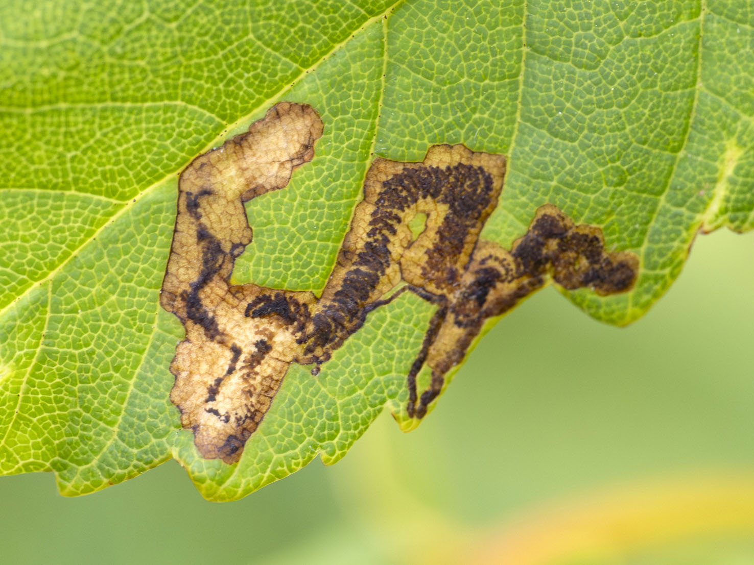 Stigmella speciosa