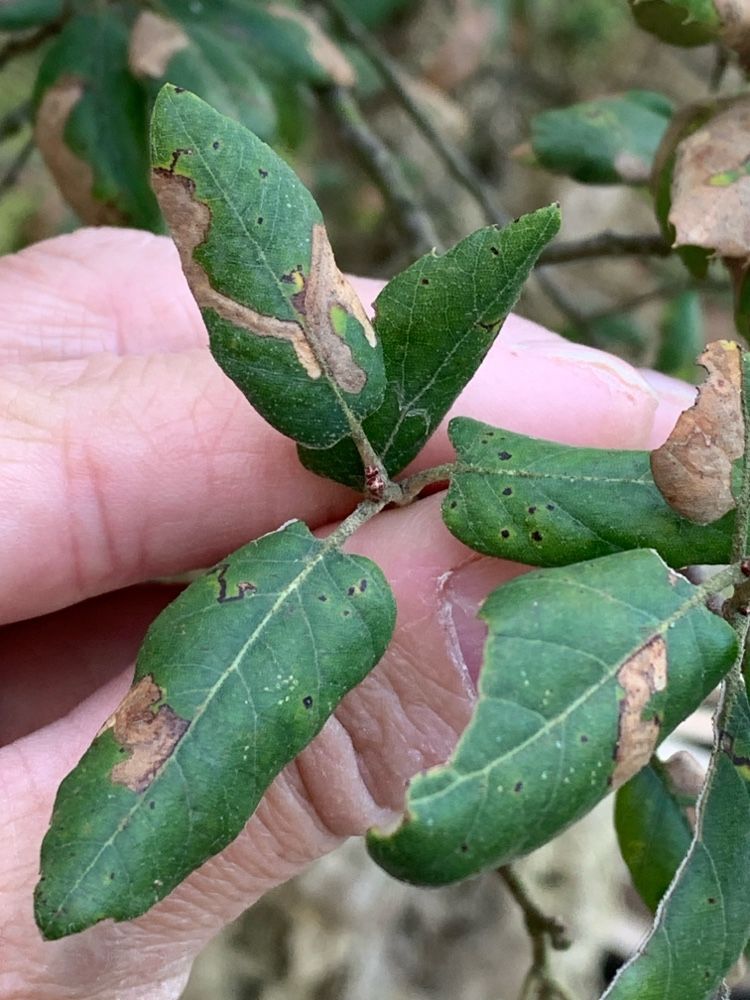 Stigmella suberivora