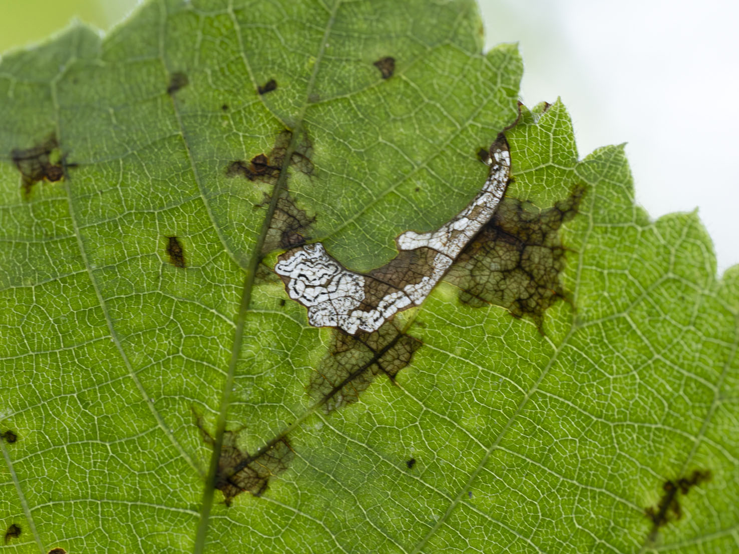 Stigmella tiliae
