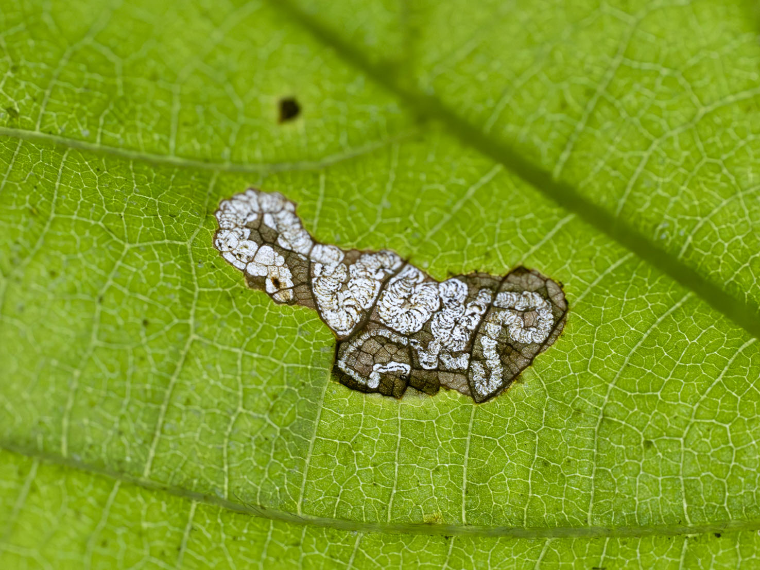 Stigmella tiliae