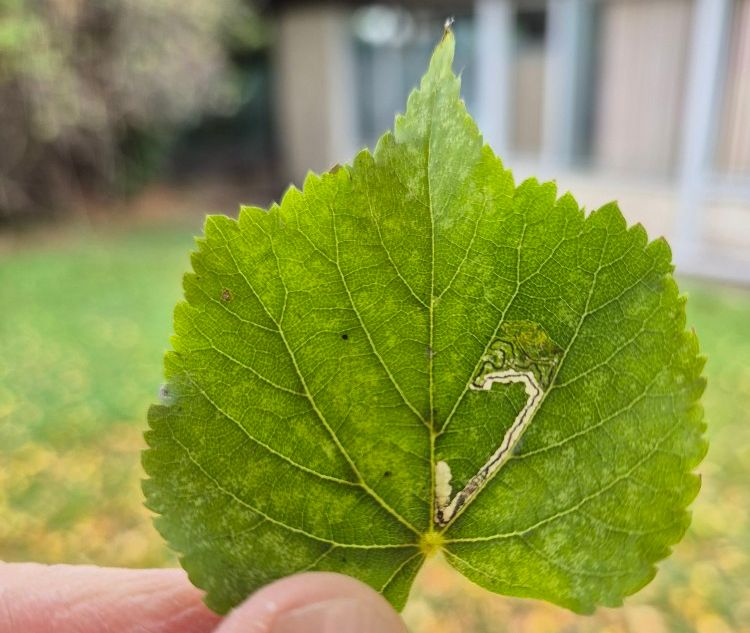 Stigmella tiliae