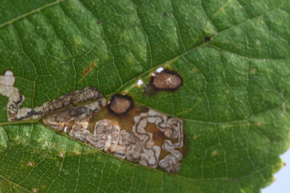 Stigmella tiliae