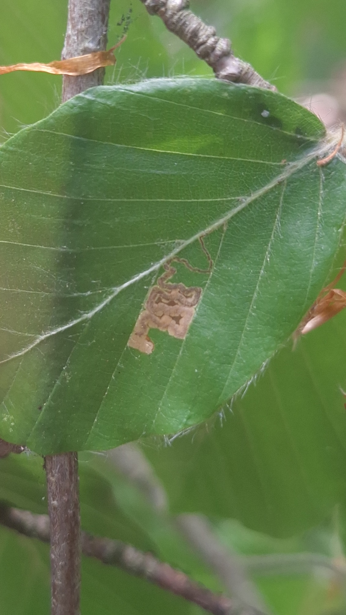Stigmella tityrella