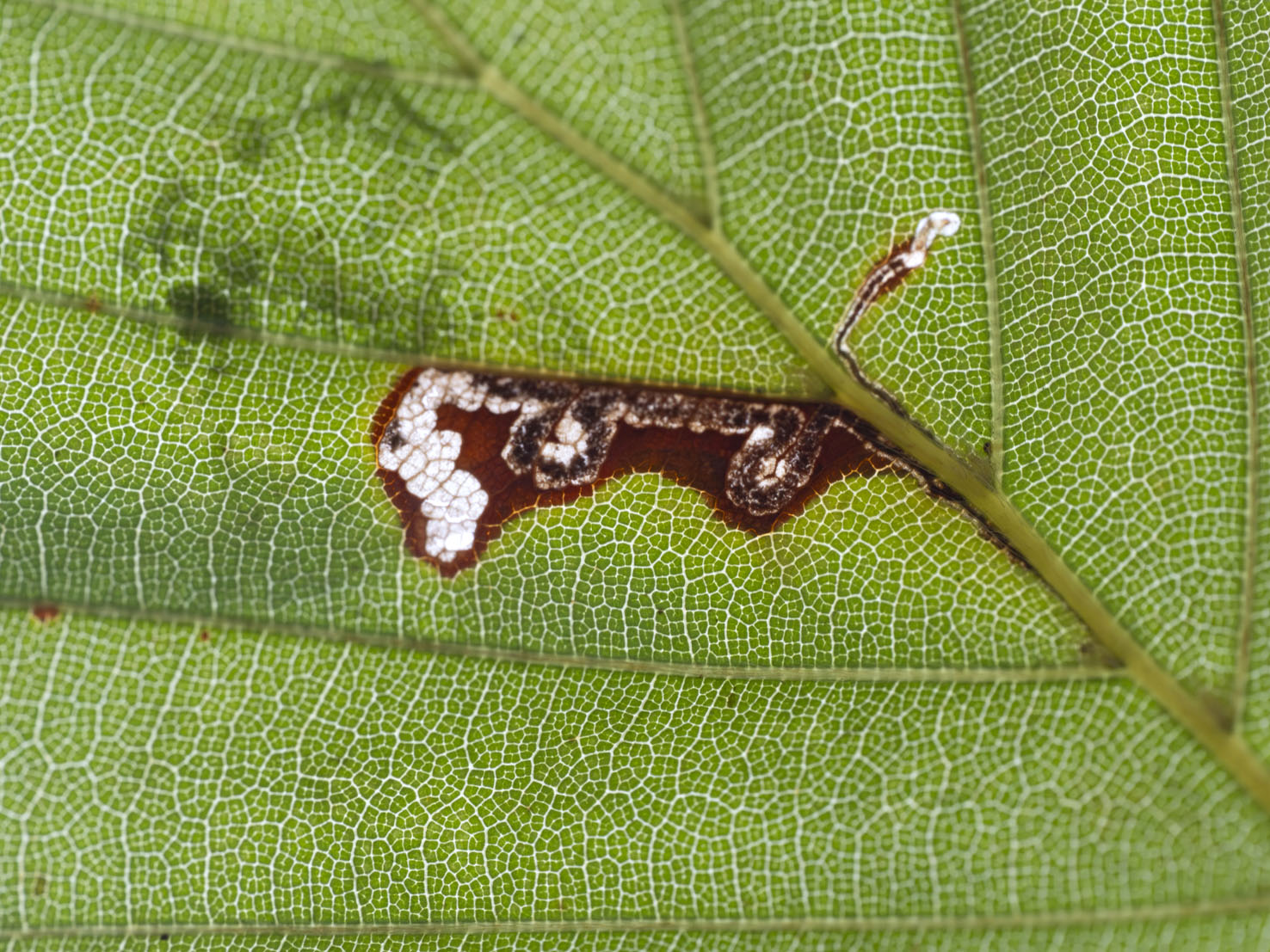 Stigmella tityrella