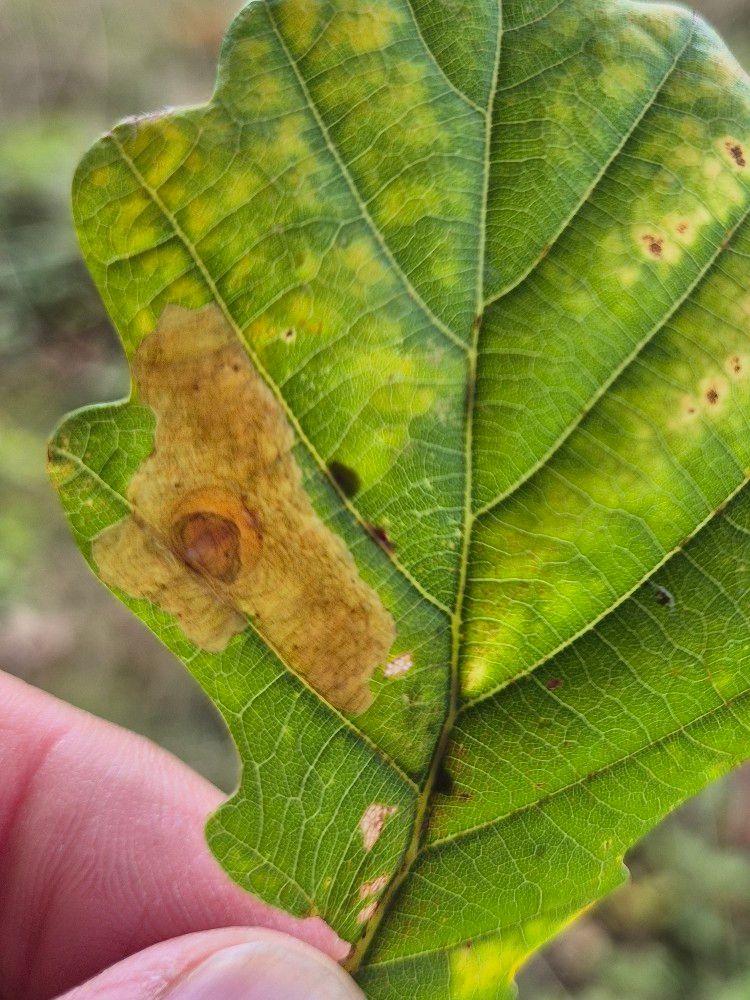 Tischeria decidua